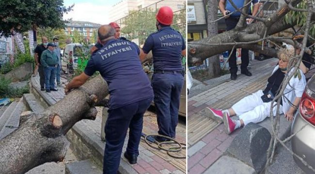 bakirkoy-de-agac-devrildi-kaldirimda-yuruyen-kadin-yaralandi.jpg