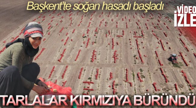 baskent-te-sogan-hasadi-basladi-tarlalar-kirmiziya-burundu.jpg