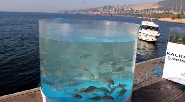 izmit-korfezi-ne-6-bin-levrek-cupra-ve-kalkan-birakildi.jpg