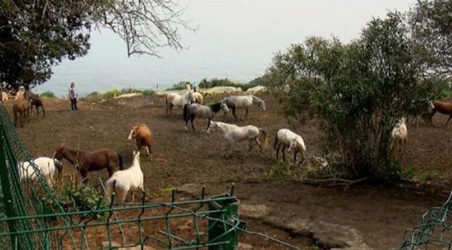 kayip-atlari-insan-kaynaklari-ve-egitim-mudurlugu-talep-etmis.jpg