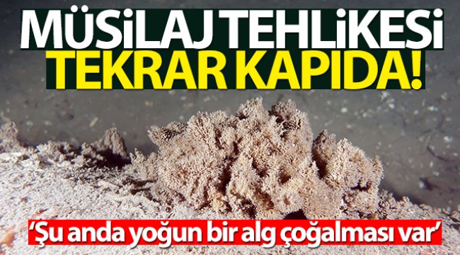 marmara-soguyamiyor-musilaj-tehlikesi-kapida.jpg