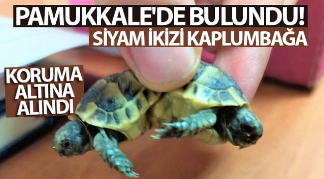 siyam-ikizi-kara-kaplumbagalari-koruma-altina-alindi.jpg