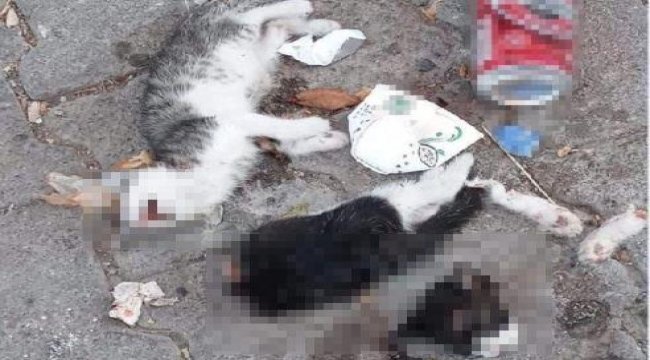 vahset-biri-bacaklari-ve-basi-kesilmis-2-yavru-kedi-bulundu.jpg