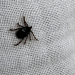 1750097883_1200x628.jpeg